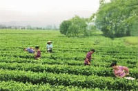 乐天堂fun88,油茶种植出产加工销售,植物油种植出产加工销售