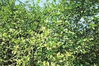 乐天堂fun88,油茶种植出产加工销售,植物油种植出产加工销售