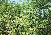 乐天堂fun88,油茶种植出产加工销售,植物油种植出产加工销售